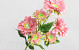 Artificial Gerbera Pink 66cm