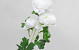 Kunst Camelia Wit 70cm