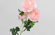 Kunst Camelia Roze 70cm