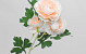 Kunst Camelia Perzik 70cm