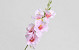 Artificial Gladiolus Pink 54cm 