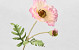 Artificial Poppy Flower Pink 65cm 