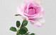 Künstliche Rose Rosa 37cm