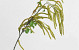 Kunst Hazelaar Groen 78cm