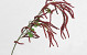 Brindille de Noisetier Burgundy 78cm 