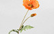 Kunst Klaproos Oranje 65cm