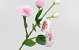Artificial Lisianthus Light Pink 78cm 