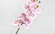 Kunst Orchidee Roze/Crème 73cm