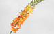 Eremurus artificielle 106cm