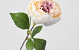 Pivoine artificielle Crème 42cm 