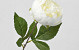 Pivoine artificielle Blanc 42cm 