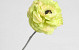 Artificial Ranonkel 36cm