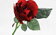 Rose Red 30cm