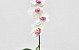 Orchidée Papillon 50cm Blanc