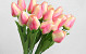Tulp Roze 60cm
