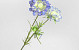 Kunst Scabiosa Blauw 84cm