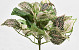 Fittonia Nerve Plant 25cm