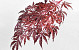 Japanse Esdoorn 70cm Rood