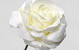 Foam Rose XL White, D 13cm
