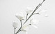 Schaumstoff Magnolia Weiß, D 18cm