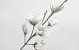 Foam Magnolia White/Grey, D 18cm