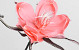 Foam Bloem Roze, D 20cm