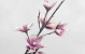 Foam Magnolia Wit/Lila, D 18cm