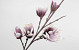 Foam Magnolia Lila