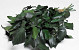 Hedera Ivy Green 40-50cm