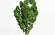Ming Fern Groen 40cm