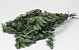 Eucalyptus Stuartiana Groen 65cm.