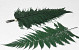 Fougère Brilliant Fern 30-40cm 10-Pack