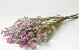 Limonium Pink 60cm 