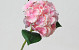 Hortensia Rose D16cm 