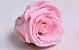 Rose Heads 5cm Pastel Pink