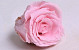 Rosenköpfe 5cm Pastell Rosa