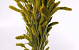 Setaria Frühlingsgrün 65cm