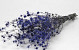 Eryngium Distels 60cm Blauw