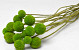 Craspedia Groen 15 stuks 40cm