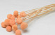 Craspedia Pastel Perzik 15 stuks 40cm