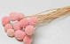 Craspedia Pastel Roze 15 stuks 40cm
