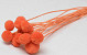 Craspedia Oranje 15 stuks 40cm