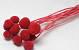 Craspedia Rood 15 stuks 40cm