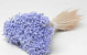 Glixia (50gr) Pastel Violet 30cm