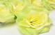Rose Jaune-Vert Artificielle D10cm 