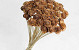 Cedar Rose on 50cm stem