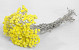 Bouquet Immortelle du Var 30cm