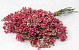 Pepperberries Rosa 25-35cm