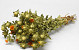 Carthamus 65cm