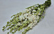 Bouquet Delphinium Blanc 65cm